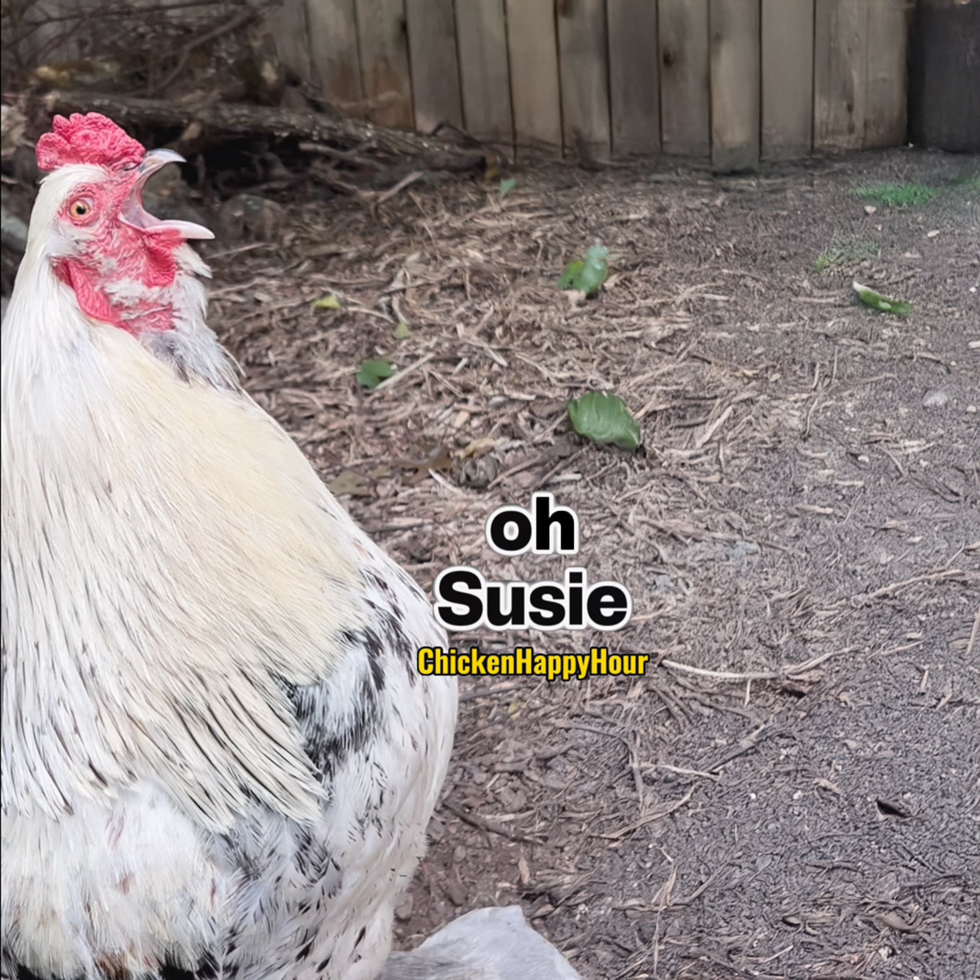 Sue Susie Ringtone