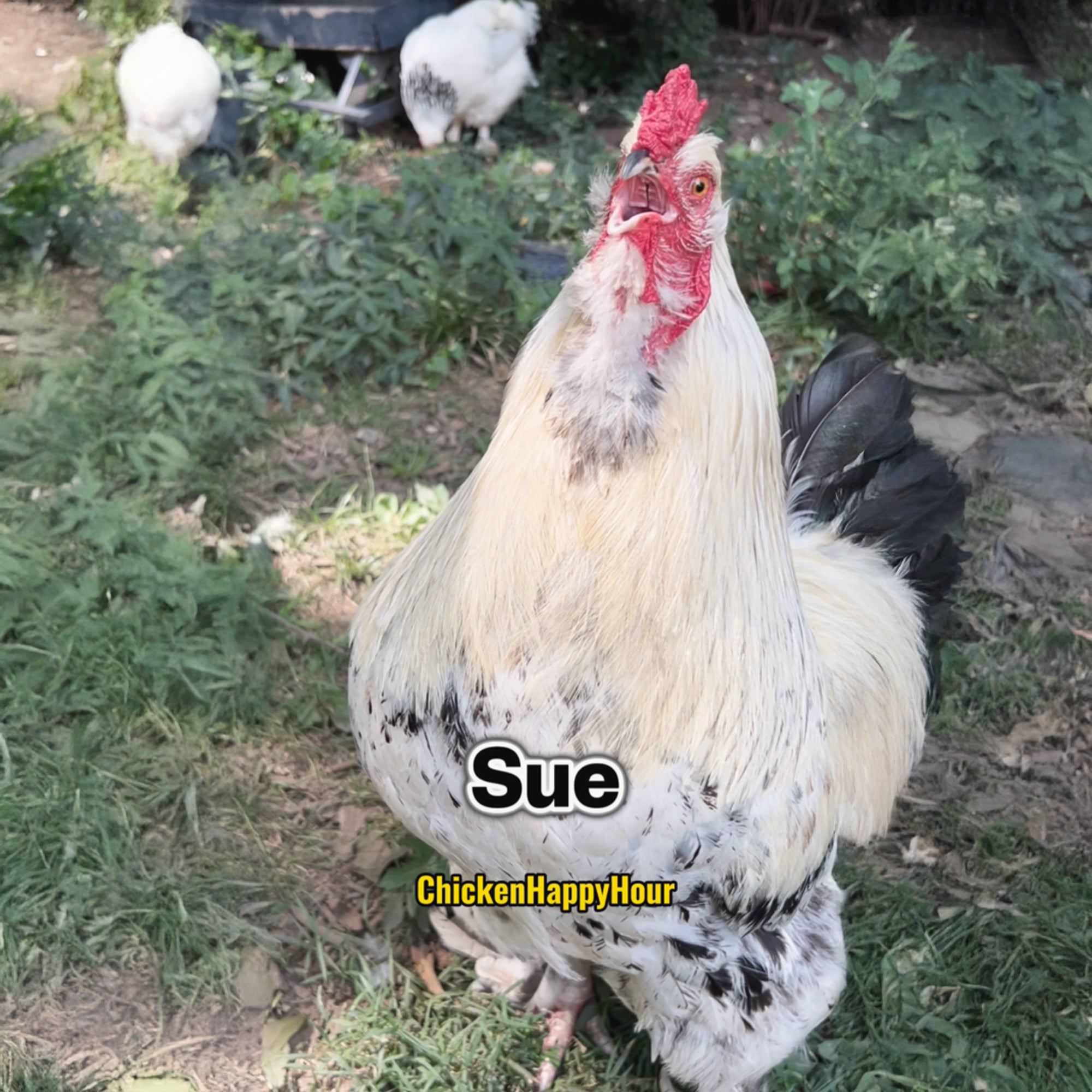 Sue Susie Ringtone