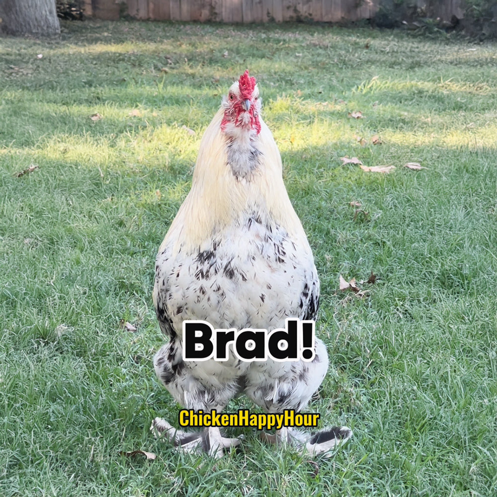 Brad Ringtone